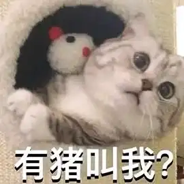  现在的年轻人不养娃都在养什么