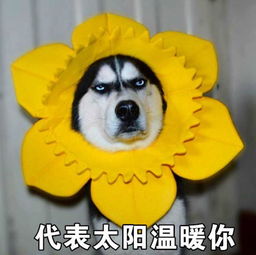  神吐槽北方朋友在南方的冬天,是怎么活过来的