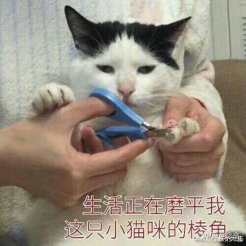  关于主播的