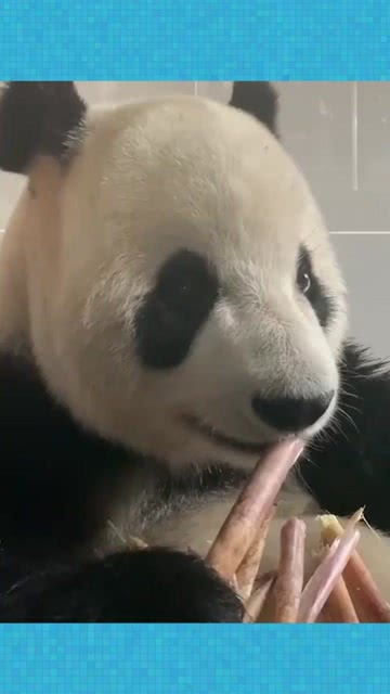 偷拍大熊猫吃竹笋,接下来的一幕,网友这表情也是没谁了