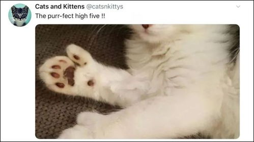  我家猫,多趾多福