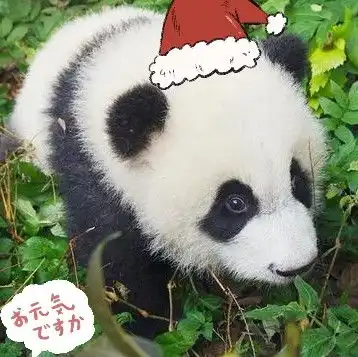  聊天表情库熊猫宝宝可爱表情包炸弹又来啦