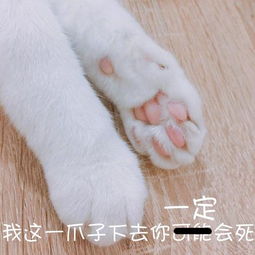  软萌猫咪表情包,聊天撸猫必备