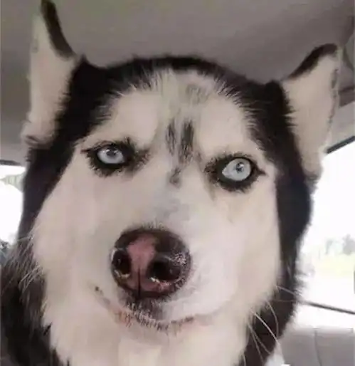  不就是微笑嘛,说的像我哈士奇不会似的