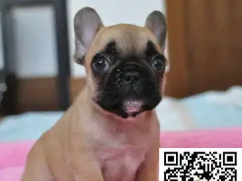  图出售精品法国斗牛犬和英国斗牛犬包纯种健康成都宠物狗