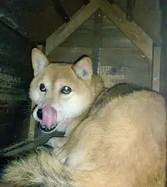  张宸狗年来啦,来po一轮柴犬丑照