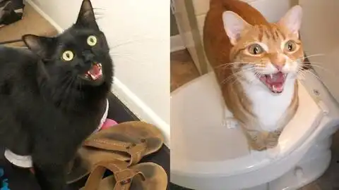  6个让猫更亲人的小技巧,照着做猫会喜欢你