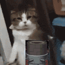  魔性猫咪君搞笑gif萌萌哒小猫咪
