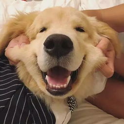  如何惹一只大金毛生气