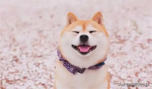  被奉为印度神童的阿南德,究竟是神童还是神棍