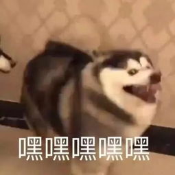  斗图表情包雨你无瓜