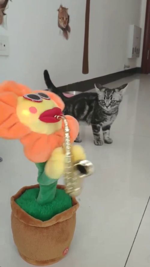  笑死啦小猫一脸懵逼的表情