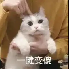  生活不易,猫猫叹气第204期喵表情