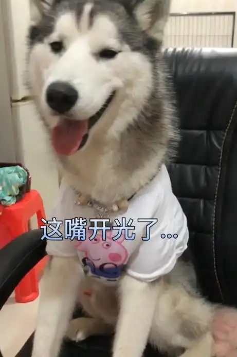 狗头图片表情包哈士奇一