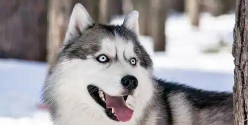 养一只二哈是怎样的体验 养一只二哈是怎样的体验