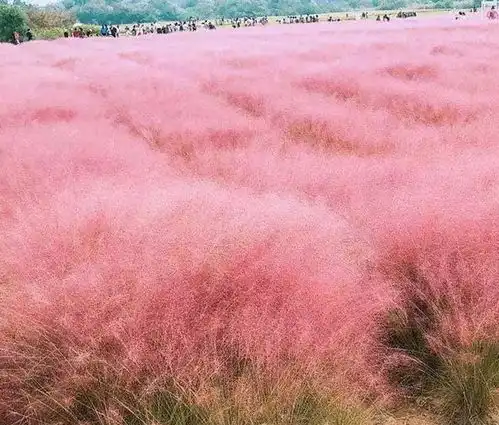 粉黛乱子草耐寒吗 粉黛乱子草耐寒吗