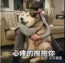 葛优表情包动图一条狗