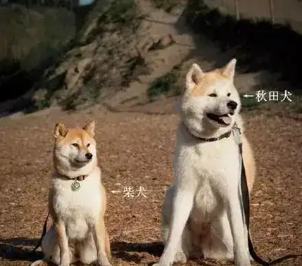  秋田柴犬傻傻分不清楚