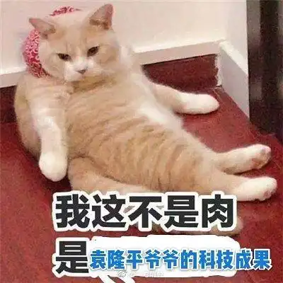 哲学表情包猫猫