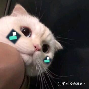 猫捏脸表情包手绘猫咪