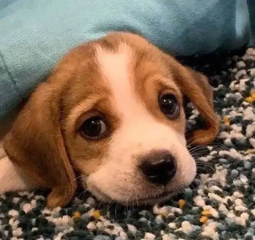 比格猎犬表情包日语听力