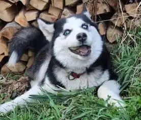 表情包看一个人二哈