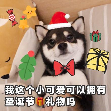  圣诞节表情包二哈版今夜,我就是你的圣诞礼物