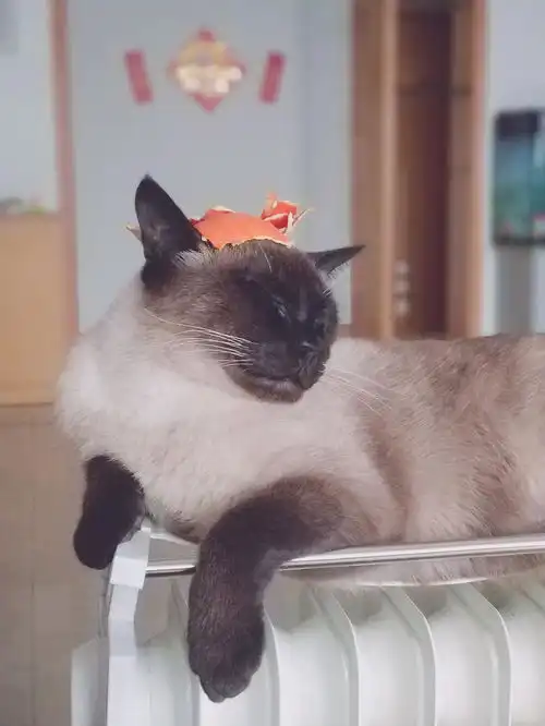  给我家丑主子做了一组简单粗暴的表情包2333333