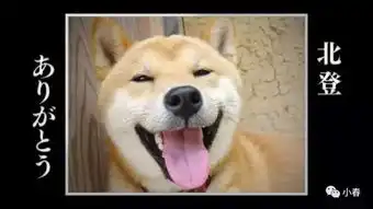  那只刷过我们表情包和朋友圈的柴犬,悄悄地去了天堂