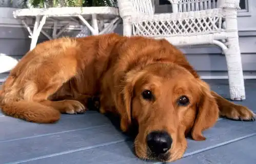 匀称,有力,活泼的金毛寻回犬  匀称,有力,活泼的金毛寻回犬