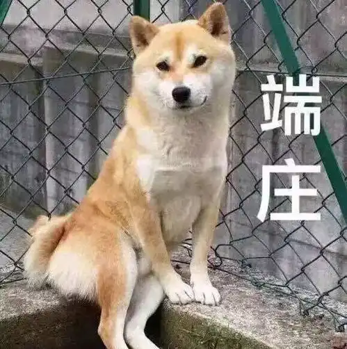 柴犬斜眼表情包送你