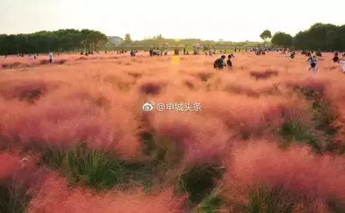 40000㎡的粉红暴击粉版普罗旺斯火爆朋友圈错过又要等一年 40000㎡的粉红暴击粉版普罗旺斯火爆朋友圈错过又要等一年