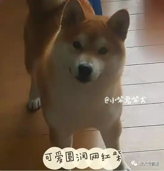  我家柴柴为什么不爆脸是串串吗