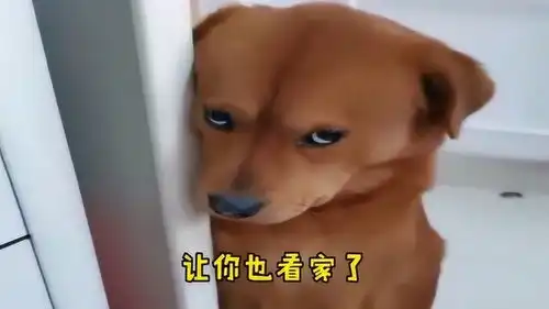  别人家闲事能不能不管,表情别那么丰富,天天就知道装委屈
