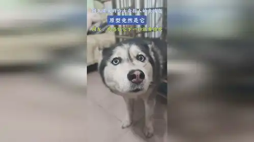 网上爆火的哈士奇指人的表情包,原型竟然是它,网友我感觉它下一秒就要指我 网上爆火的哈士奇指人的表情包,原型竟然是它,网友我感觉它下一秒就要指我