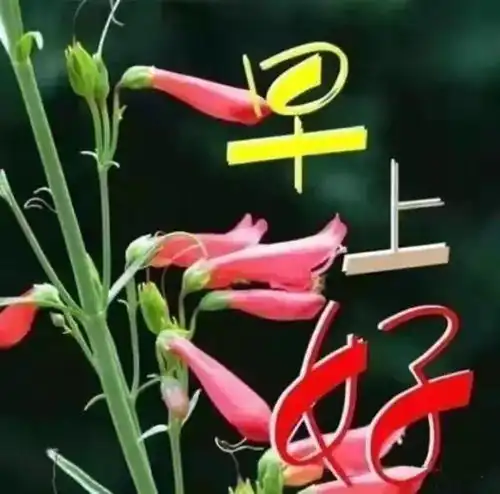 最美聊天的图片  最美聊天的图片