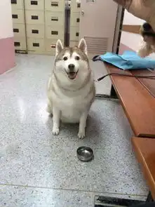 狗头图片表情包哈士奇猫