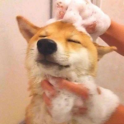 柴犬接住的表情包情侣头