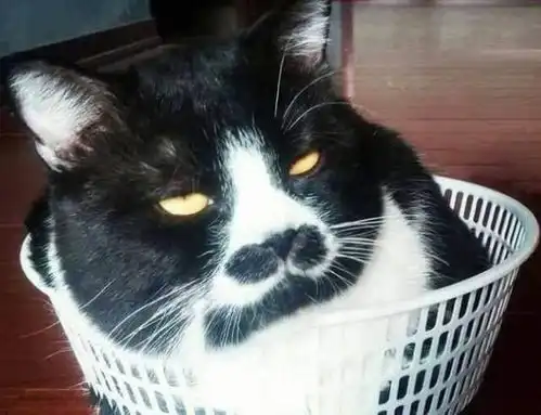 拉莫斯图片表情包猫咪