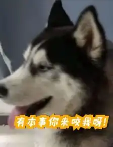  抖音二哈拆了派出所什么梗