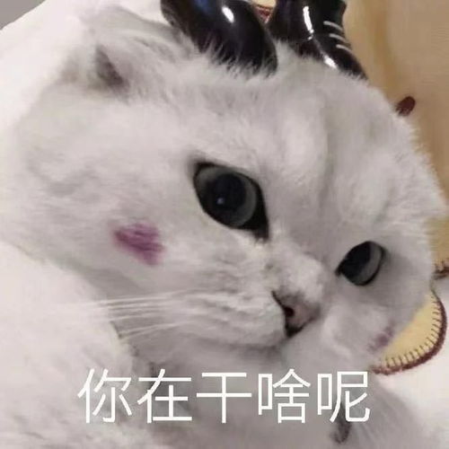  搞笑表情包看,哥给你梳头发,今晚不回家