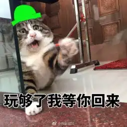  你连表情包里猫的名字都不知道,还敢说爱猫
