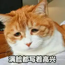  猫咪表情包来袭我没有在嘲笑你,别想太多