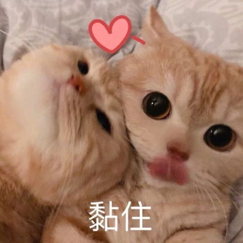  敲可爱的猫咪表情包,你确定不要拥有嘛