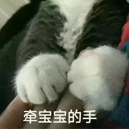  来自猫舎小编的一万字检讨书