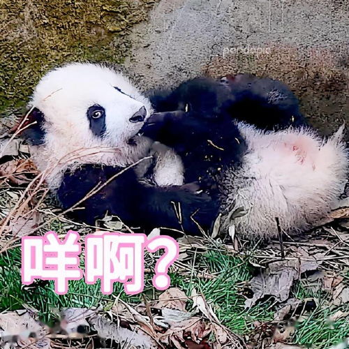  滚滚图享两个问题谁的表情包没有更新以及肉肉最后有没有挨打