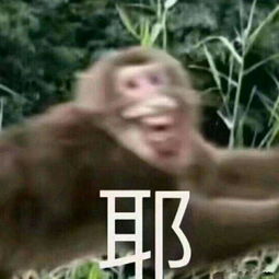  求这个猴子的表情包