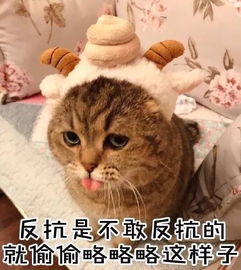  一条最近热门的猫咪的表情包火速收藏