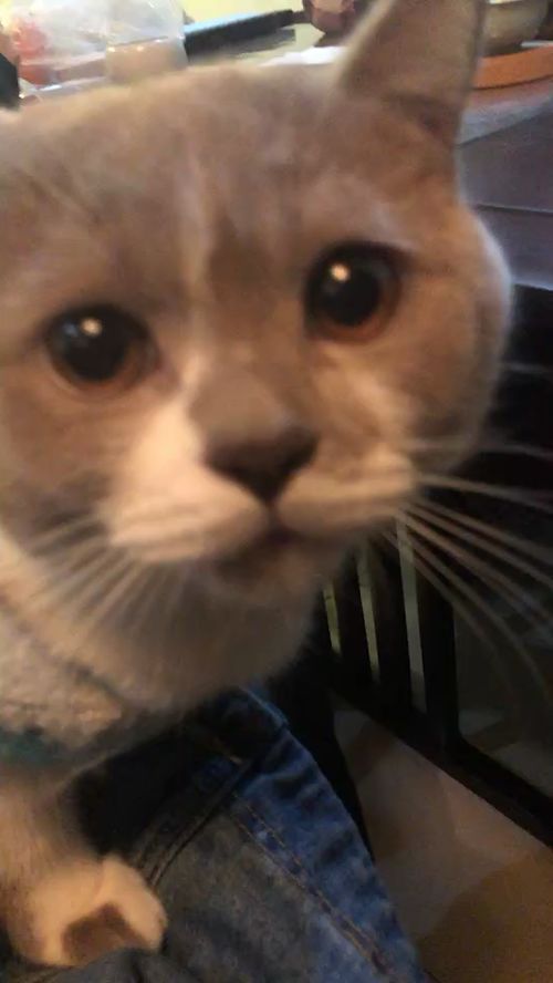  猫被别人摸头,嗨到尿了
