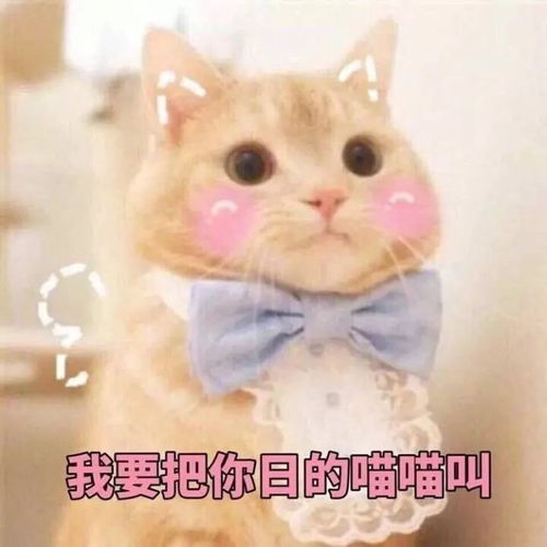  猫这里有小鸡鸡耶